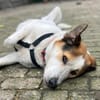 Sharky-witziger Charakterkopf sucht dich