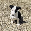 Sparky sucht ein Zuhause