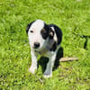 Sparky sucht ein Zuhause