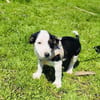 Sparky sucht ein Zuhause