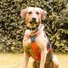Freddi- ein richtig toller Hundekumpel