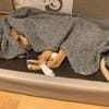 Freddi- ein richtig toller Hundekumpel