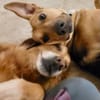 Freddi- ein richtig toller Hundekumpel