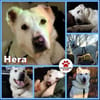 Hera Herdenschutzhund Hündin Traumhund