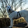 Hera Herdenschutzhund Hündin Traumhund