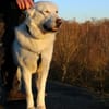 Hera Herdenschutzhund Hündin Traumhund