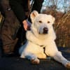 Hera Herdenschutzhund Hündin Traumhund