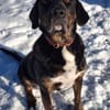 💙Leo💙 sucht ein für immer Zuhause