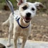 Nussini Terriermix / PLZ 82284