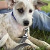 Nussini Terriermix / PLZ 82284