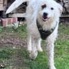 Nussini Terriermix / PLZ 82284