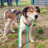 Hazel sucht eine neue Familie