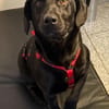 ♥Sammy♥ in 66583 Spiesen-Elversberg