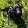 ♥Sammy♥ in 66583 Spiesen-Elversberg