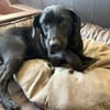 ♥Sammy♥ in 66583 Spiesen-Elversberg