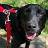 ♥Sammy♥ in 66583 Spiesen-Elversberg
