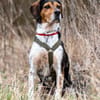 YUKINA -fröhlicher Familienhund-