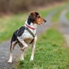 YUKINA -fröhlicher Familienhund-