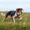 YUKINA -fröhlicher Familienhund-