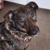 GINO-perfekter Familienhund