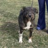 GINO-perfekter Familienhund