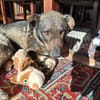 GINO-perfekter Familienhund