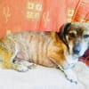 Fritz ein lieber Dackelmix