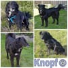 KNOPF ** liebenswerter Senior