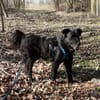 KNOPF ** liebenswerter Senior