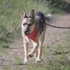 ITOYA -wünscht sich einen Hundekumpel-