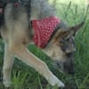 ITOYA -wünscht sich einen Hundekumpel-