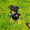 Ricka sucht ein Zuhause