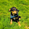 Ricka sucht ein Zuhause