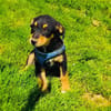 Ricka sucht ein Zuhause