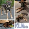 POLLINA -Rundum tolles Hundekind-