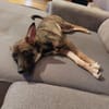 POLLINA -Rundum tolles Hundekind-