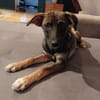 POLLINA -Rundum tolles Hundekind-