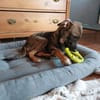POLLINA -Rundum tolles Hundekind-