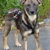 POLLINA -Rundum tolles Hundekind-