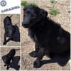 LISABEL -rundum tolles Hundekind-