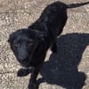 LISABEL -rundum tolles Hundekind-