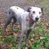 Notfall-Sira sucht Pflegestelle/Zuhause