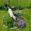 Notfall-Sira sucht Pflegestelle/Zuhause