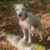 Notfall-Sira sucht Pflegestelle/Zuhause