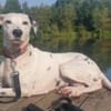 Notfall-Sira sucht Pflegestelle/Zuhause