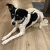 Murphy von kettenlos