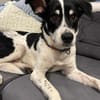 Murphy von kettenlos