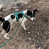Murphy von kettenlos