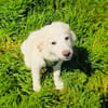 Josi ein sehr verschmustes Hundekind