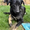 Dora sucht ihre Menschen💕🍀🐾